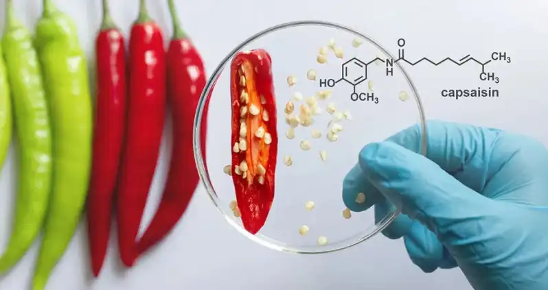 Capsaicin Powder Supplier.jpg